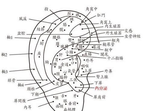 耳朵長面相